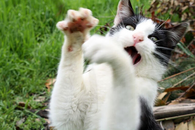 NBA球队市场拓展及品牌忠诚度培养,nba球队含义