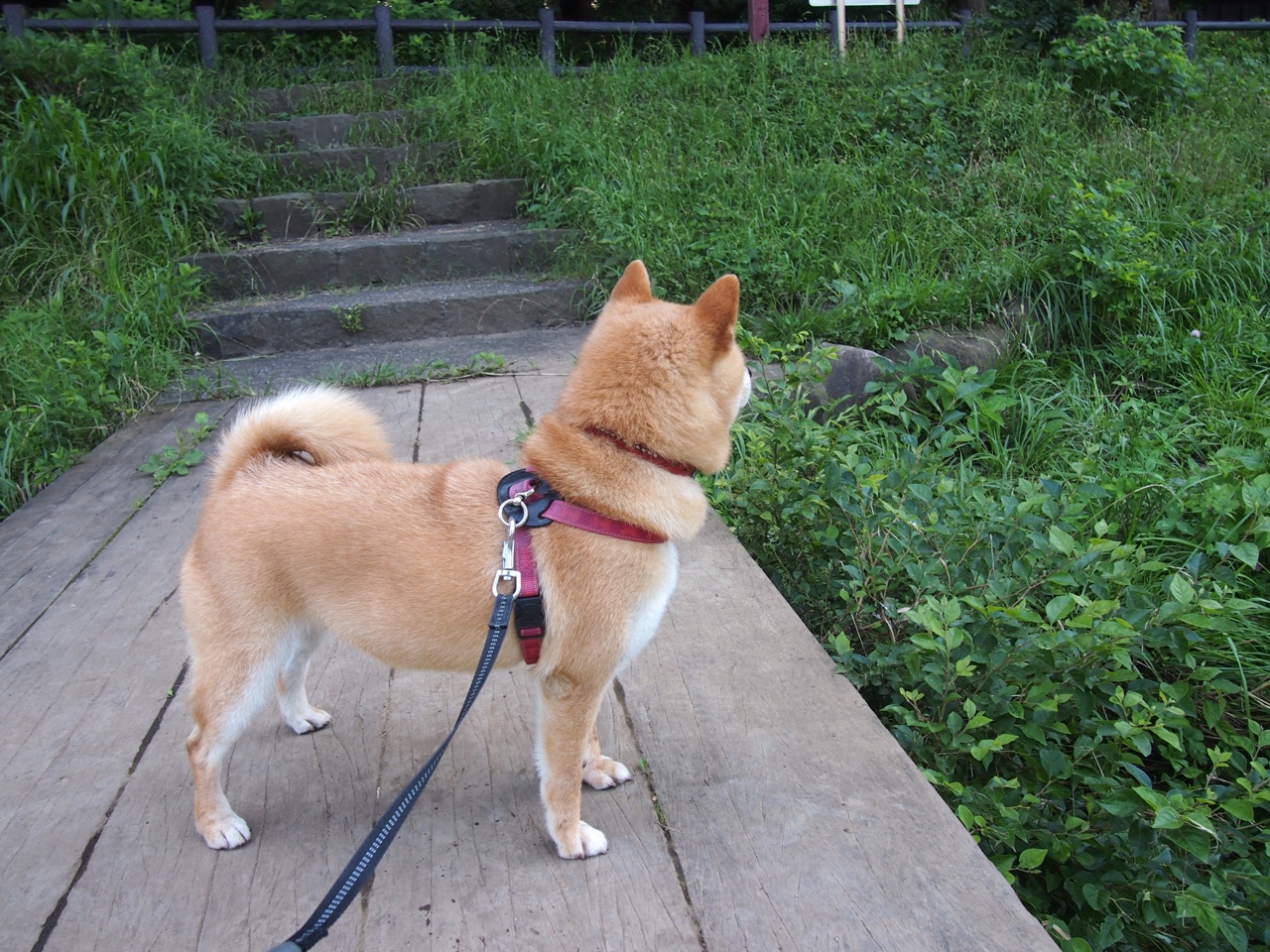 篮球运动员专项技能训练效果评价体系研究,篮球专项技术锻炼价值