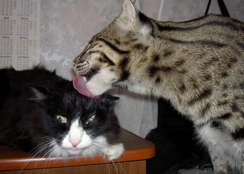 高校体育教师数字教学资源开发,高校体育教师数字教学资源开发研究