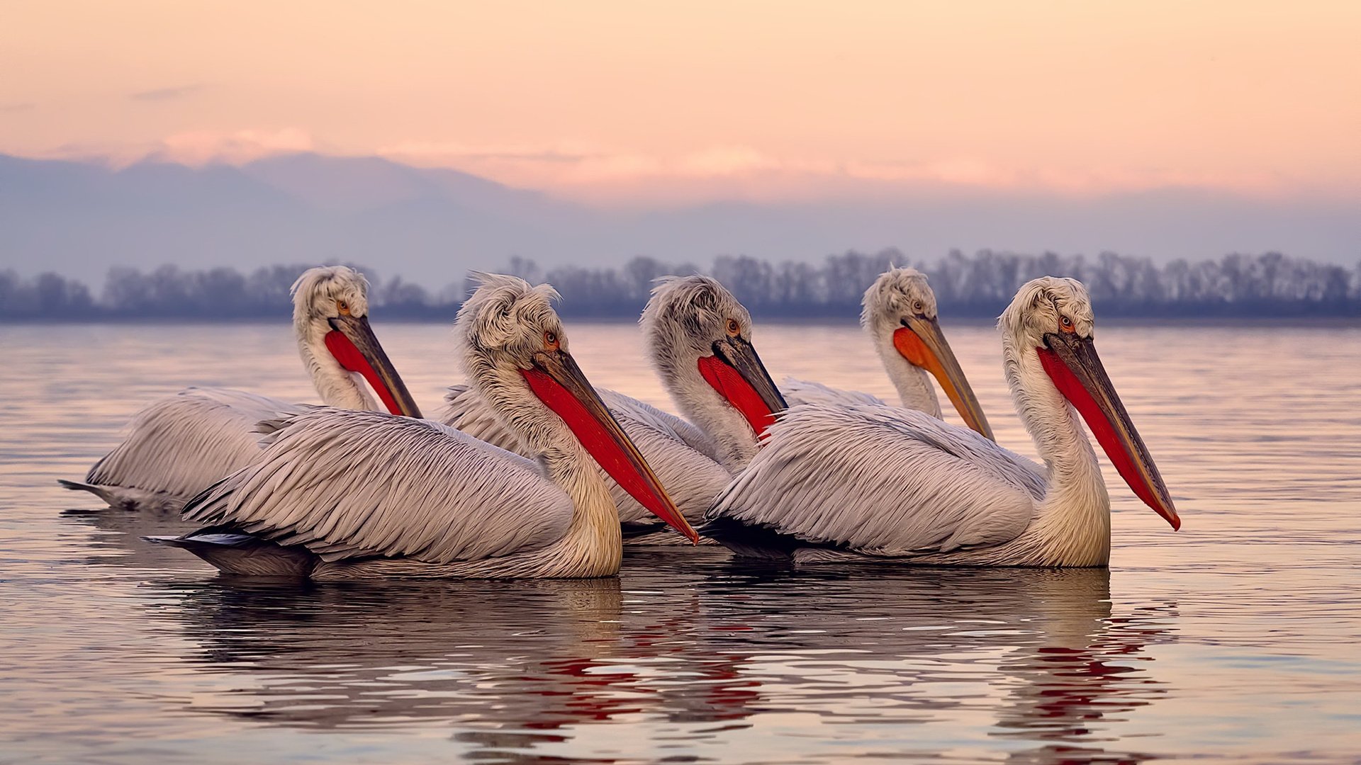 CBA联盟积极举办各类篮球公益活动,篮球公益活动主题