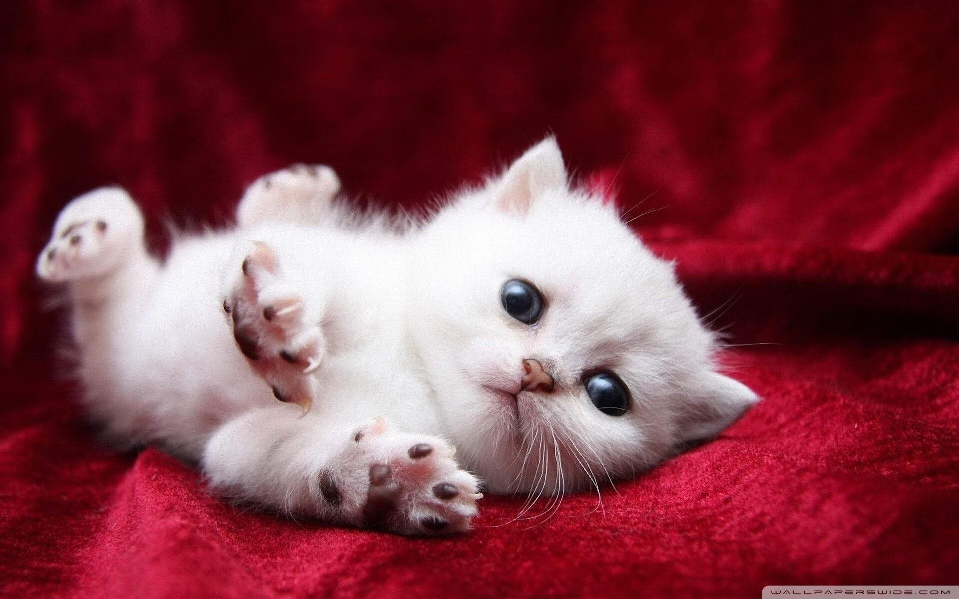 leyu乐鱼-张雨霏状态回升世界大赛目标明确，张雨霏打破世界纪录了吗