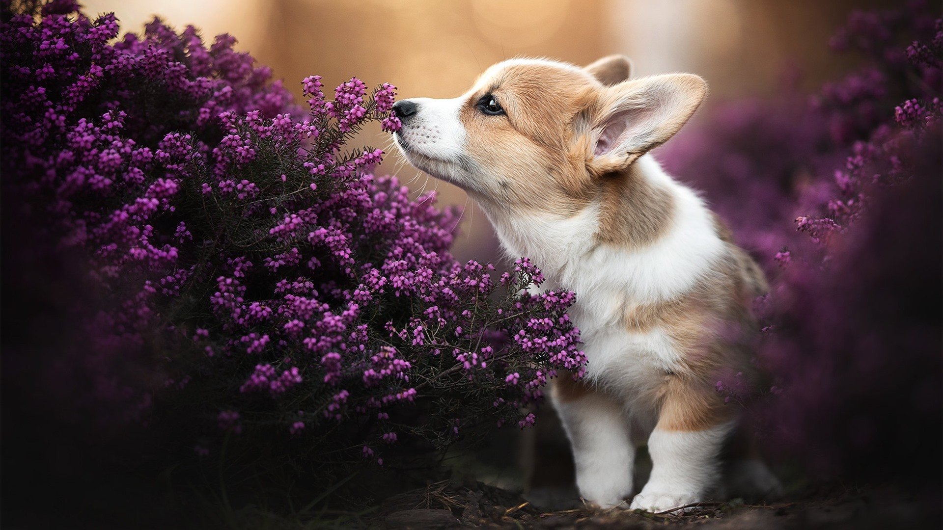 中国篮球训练中弹跳力与身体素质提升方案对比，篮球弹跳基础力量