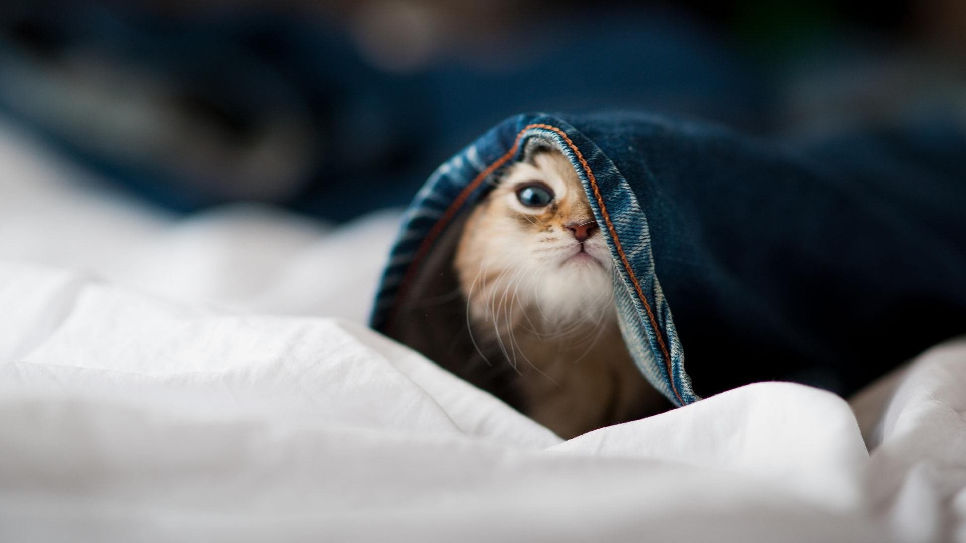 俱乐部资金扶持青少年体育科学研究项目,我国青少年体育俱乐部的开展情况